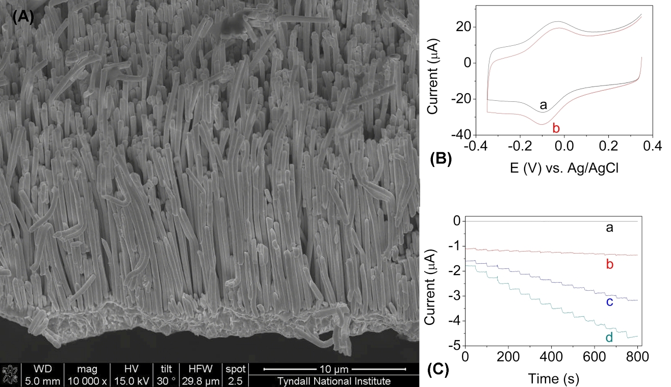 SEM image of the nanowire arrays electrode